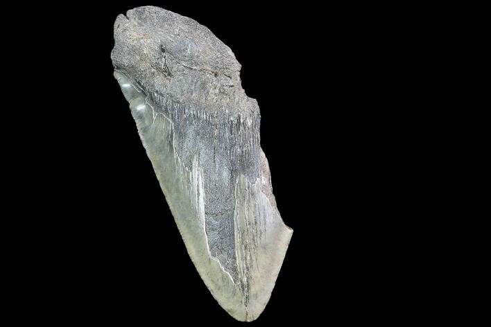 Partial Fossil Megalodon Tooth #89422